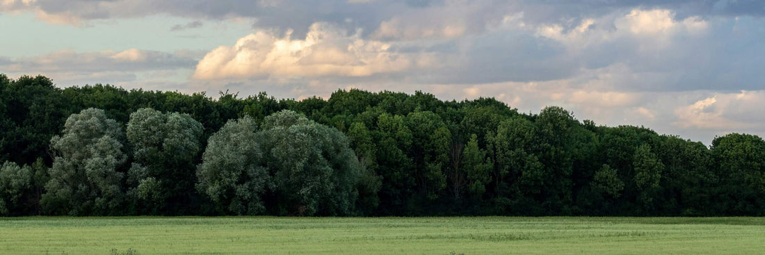 Join us in Celebrating the International Day of Forests!